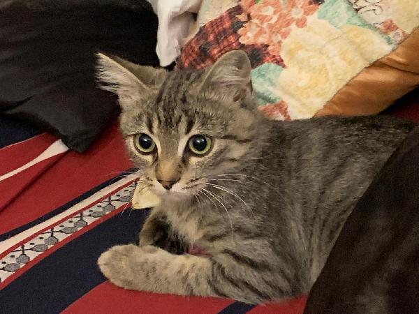 Una mamma per il dolcissimo Loki! Foto 6